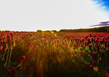 West of the field above t