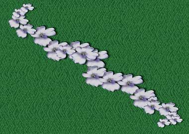 cherry blossoms branch