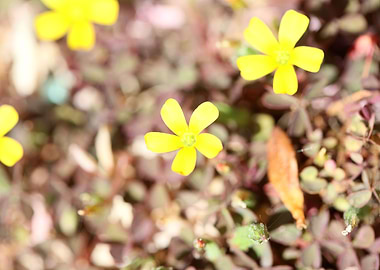 Oxalis corniculata flower