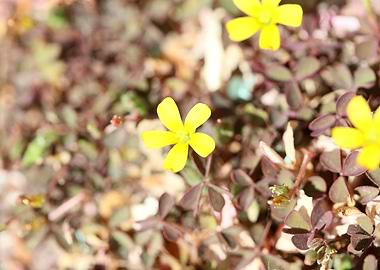 Oxalis corniculata flower