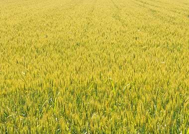 Expanse of wheat in a fiel