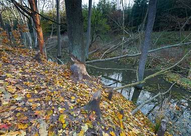 Nature Forest Wildlife Env