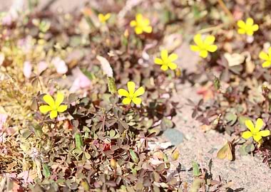 Oxalis corniculata flower