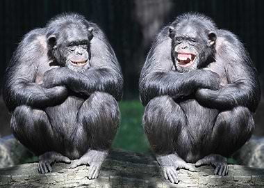Two Apes Chilling