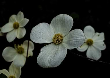 Yosemite Dogwood Flower