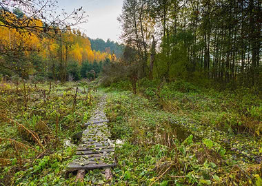 Autumn Autumnal Background