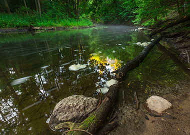 Nature Morning Nobody Scen