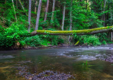 Nature Morning Nobody Scen