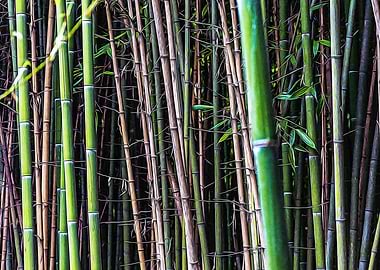 Bamboo canes in a forest