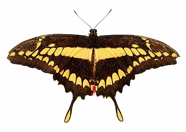 Butterfly Papilio thoas