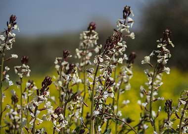 Delicate Eruca vesicaria