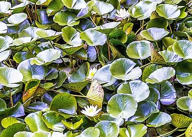 Small pond with plants