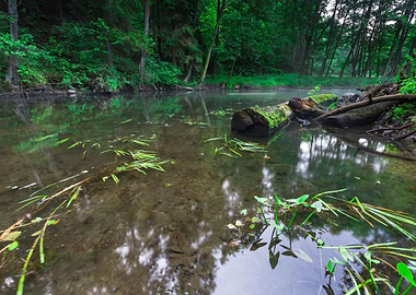 Nature Morning Nobody Scen