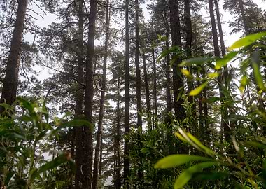 Forest 15 Cape Town ZA