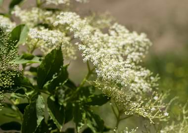 Elderberry bloom