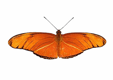 Butterfly Dryas iulia