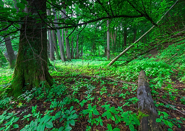 Nature Morning Nobody Scen