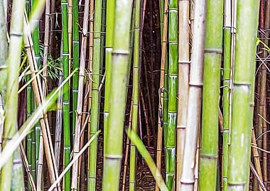 Bamboo canes in a forest