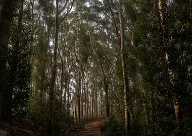 Forest 17 Cape Town ZA