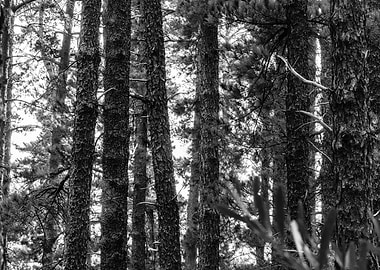 Forest 18 Cape Town ZA