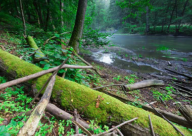 Nature Morning Nobody Scen