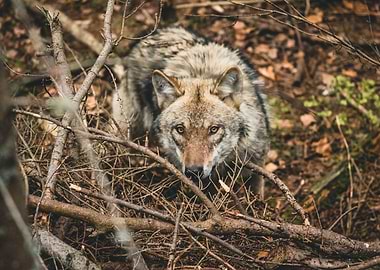 Wolf in the wood