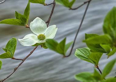 Blooming Dogwood
