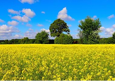Rape Field