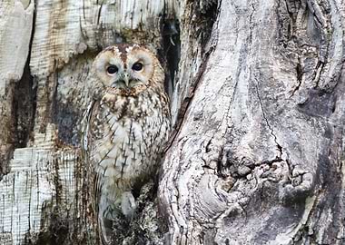 Gray owl