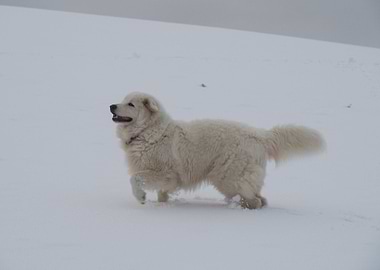 Maremmano Snow Winter Dog