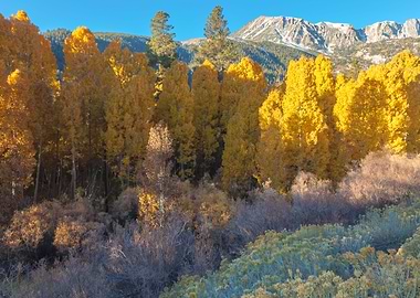 Inyo Forest in Autumn
