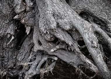 Tree Roots