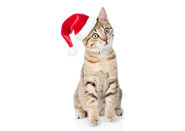 Cats Christmas Winter hat