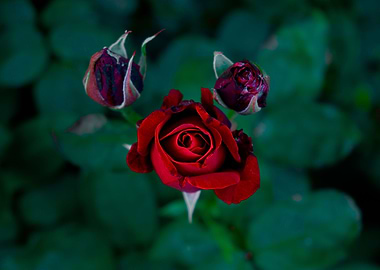 Red Rose Blooming