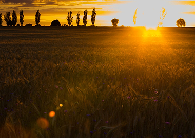 Light Nature Sun Tree Land