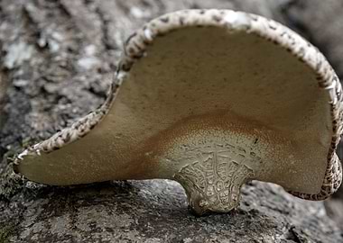 Tree Fungus