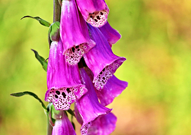 Beautiful Foxglove Flower