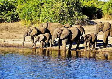 Elephant Herd
