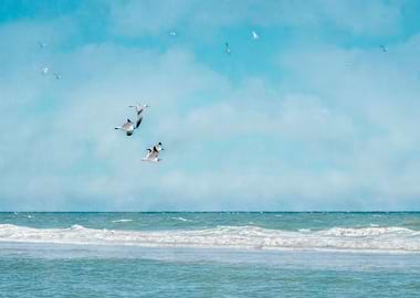 Terns in Flight Truro