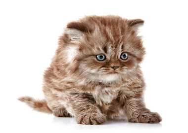 Cats White background Kitt