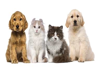 Dogs Cats White background