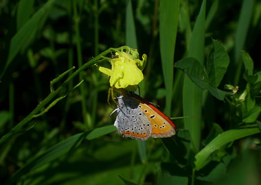 Butterfly eating