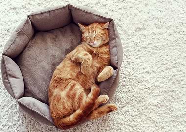 Cats Sleep Ginger color Pa