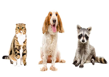 Dogs Cats Raccoons White b