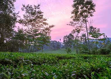 Tea plantation Uganda