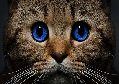Cats Eyes Snout