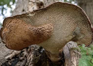 Tree Fungus