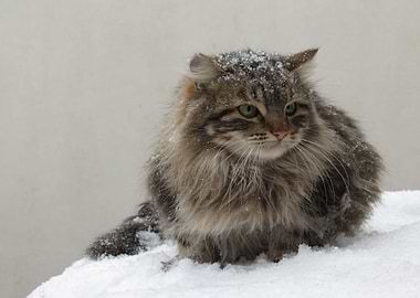 Cats Snow Fluffy
