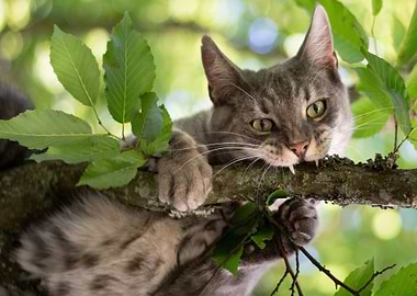 Cats Canine tooth fangs Br