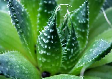 Haworthia Herbacea